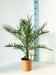 Picture of Phoenix canariensis
