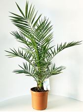 Picture of Phoenix canariensis