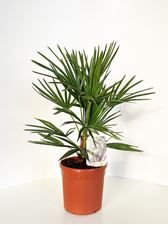 Picture of Chamaerops Humilis