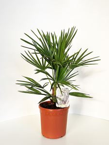 Picture of Chamaerops Humilis