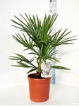 Picture of Chamaerops Humilis