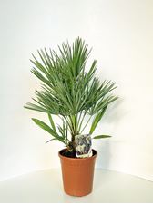 Picture of Chamaerops Humilis