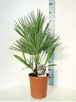 Picture of Chamaerops Humilis