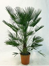 Picture of Chamaerops Humilis