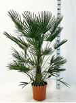 Picture of Chamaerops Humilis