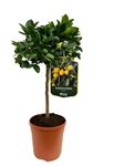 Picture of Citrus Calamondino