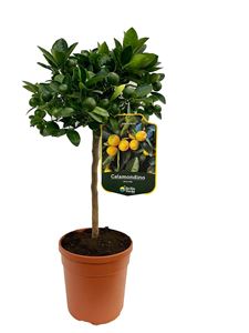 Picture of Citrus Calamondino