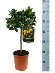 Picture of Citrus Calamondino