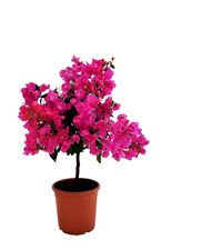 Picture of Bougainvillea "Elegance" Dark Pink