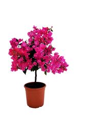 Picture of Bougainvillea "Glabra"