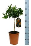 Picture of Citrus Kumquat
