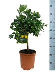 Picture of Citrus Limequat