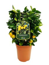 Picture of Citrus Calamondino