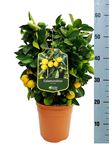 Picture of Citrus Calamondino