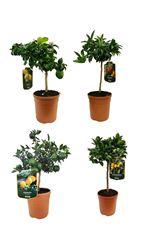 Picture of Citrus mix Pot 18