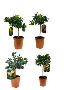 Picture of Citrus mix Pot 18