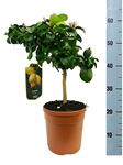 Picture of Citrus Lemon