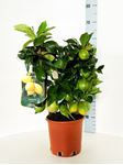 Picture of Citrus Lemon