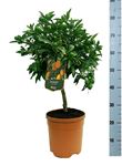 Picture of Citrus Kumquat