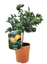 Picture of Citrus Chinotto