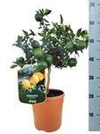 Picture of Citrus Chinotto