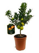 Picture of Citrus Chinotto