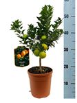 Picture of Citrus Chinotto