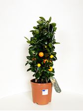 Picture of Citrus Calamondino