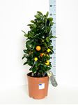 Picture of Citrus Calamondino