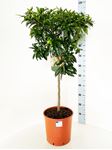 Picture of Citrus Kumquat