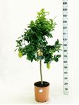 Picture of Citrus Lemon