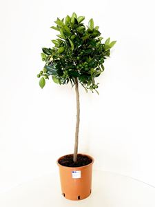 Picture of Citrus Calamondino