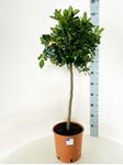 Picture of Citrus Calamondino