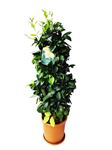 Picture of Citrus Lemon