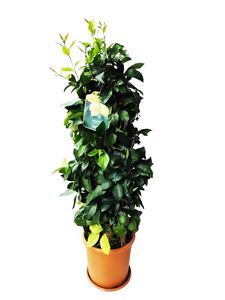 Picture of Citrus Lemon