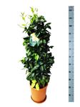 Picture of Citrus Lemon