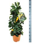 Picture of Citrus Calamondino