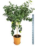Picture of Citrus Lemon