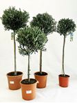 Picture of Olea europea