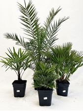 Picture of Palm mix 25 square pot