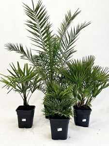 Picture of Palm mix 25 square pot