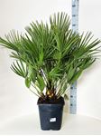 Picture of Palm mix 25 square pot