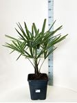 Picture of Palm mix 25 square pot