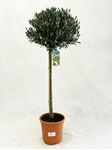 Picture of Olea europea