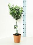 Picture of MYO Olea europea