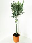 Picture of MYO Olea europea