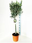 Picture of MYO Olea europea