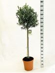 Picture of MYO Olea europea