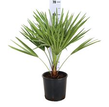 Picture of MYO Chamaerops Humilis