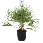 Picture of MYO Chamaerops Humilis